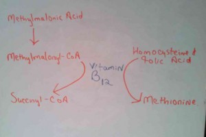 methylmalonic-acid